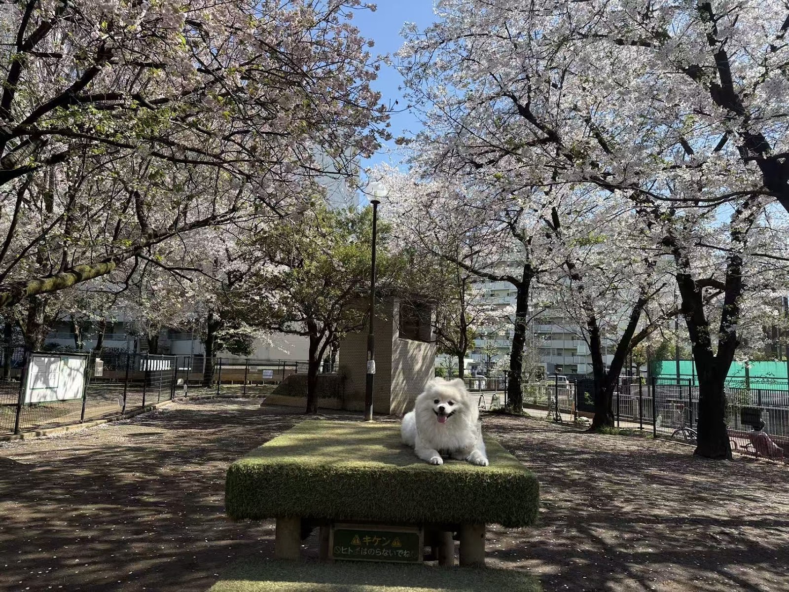 落合公園 犬の広場