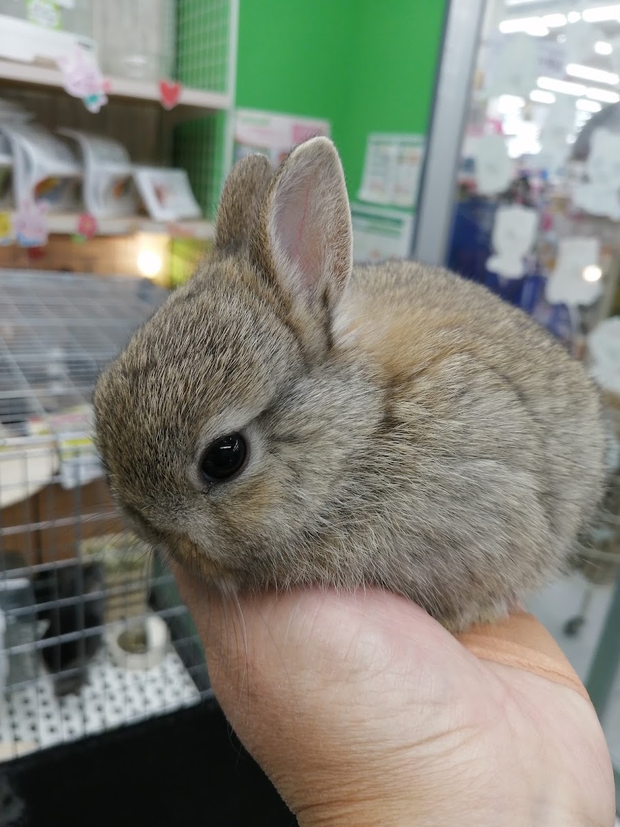 ペットプラザ 福島大開店
