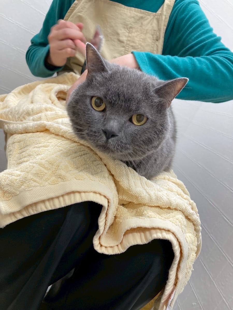 ねこべやサロン