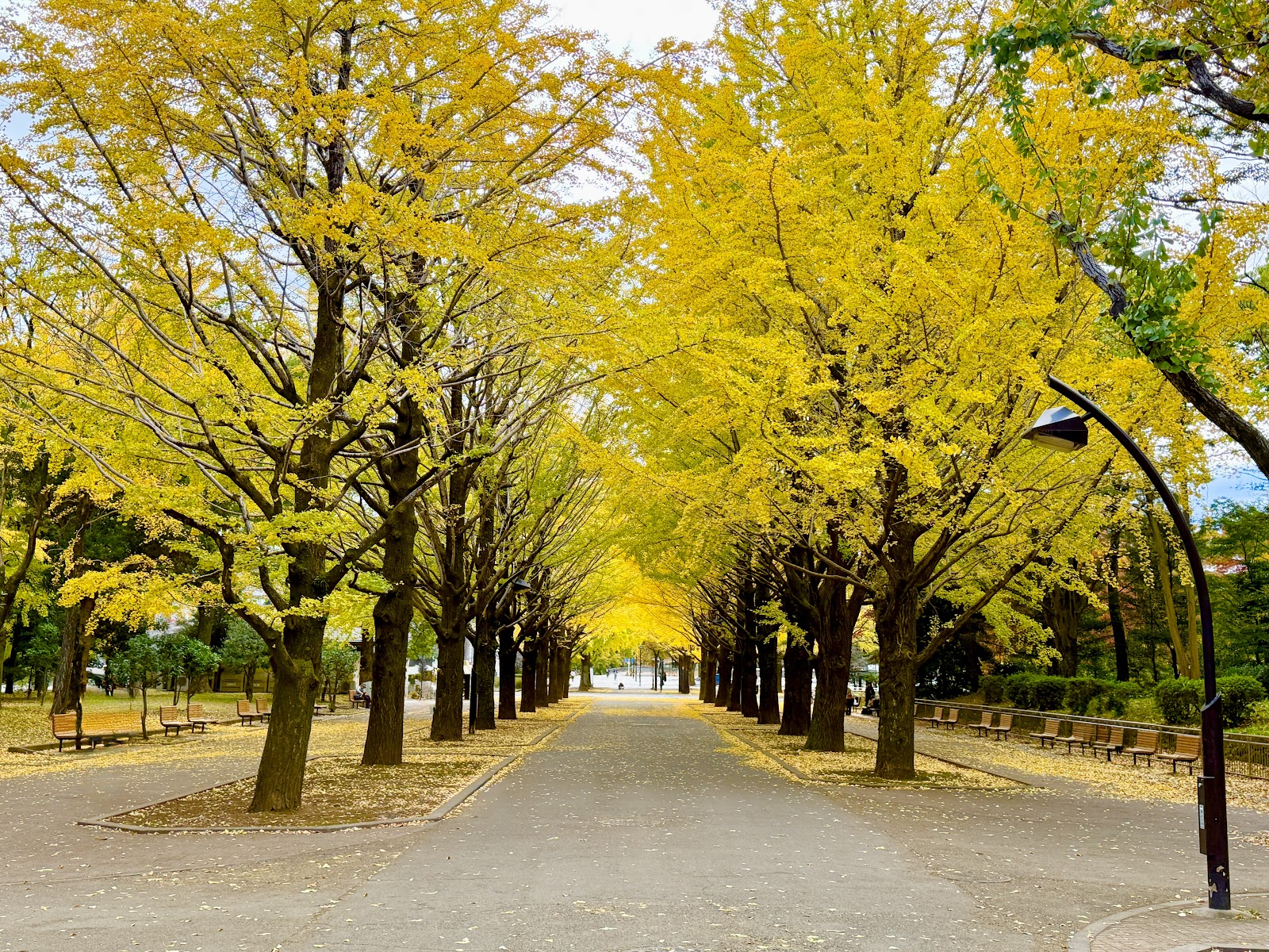 光が丘公園ドッグラン