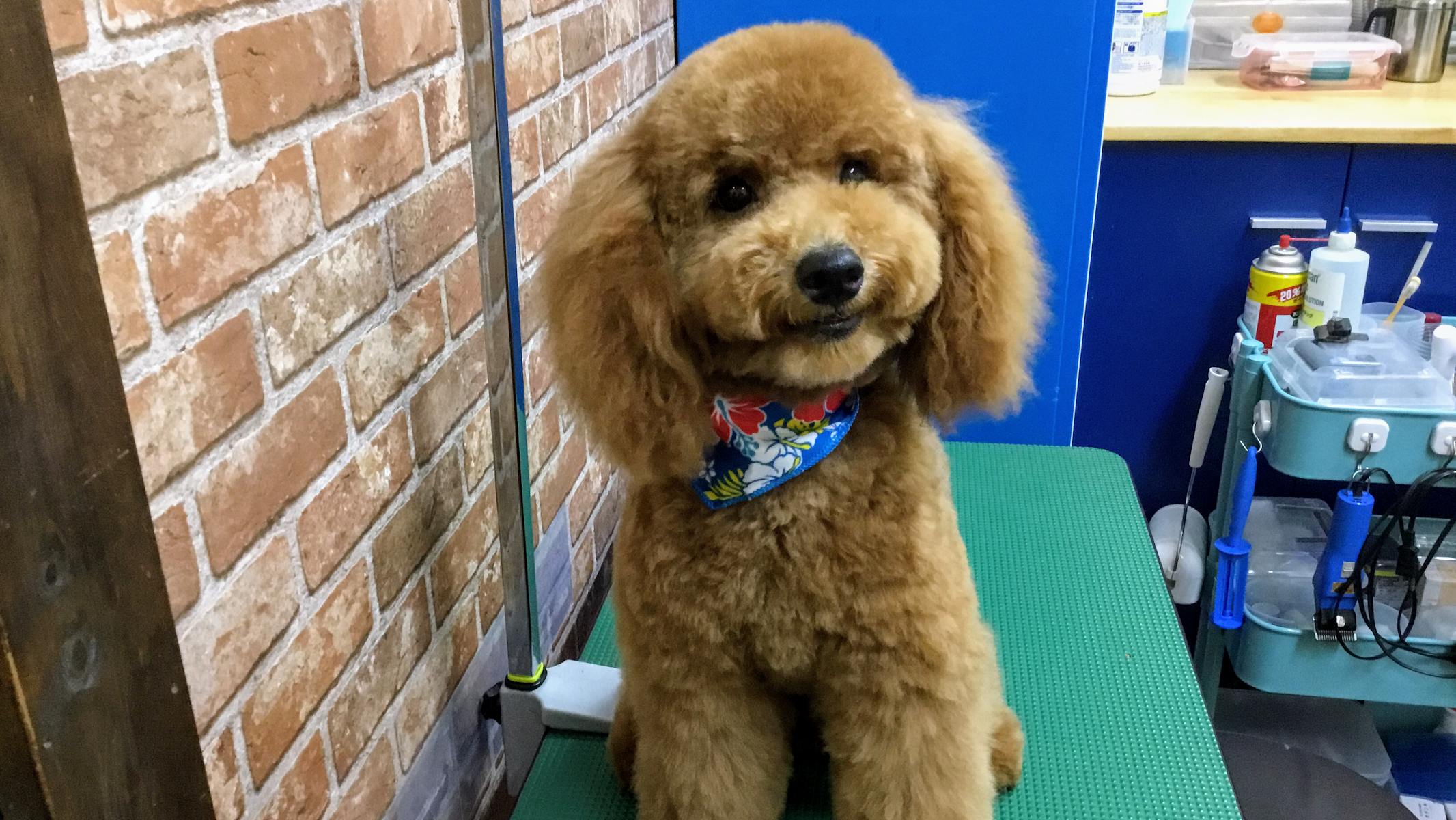 犬猫専門店タケダ