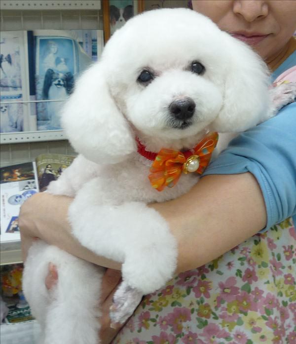 愛犬美容室 ジュエル