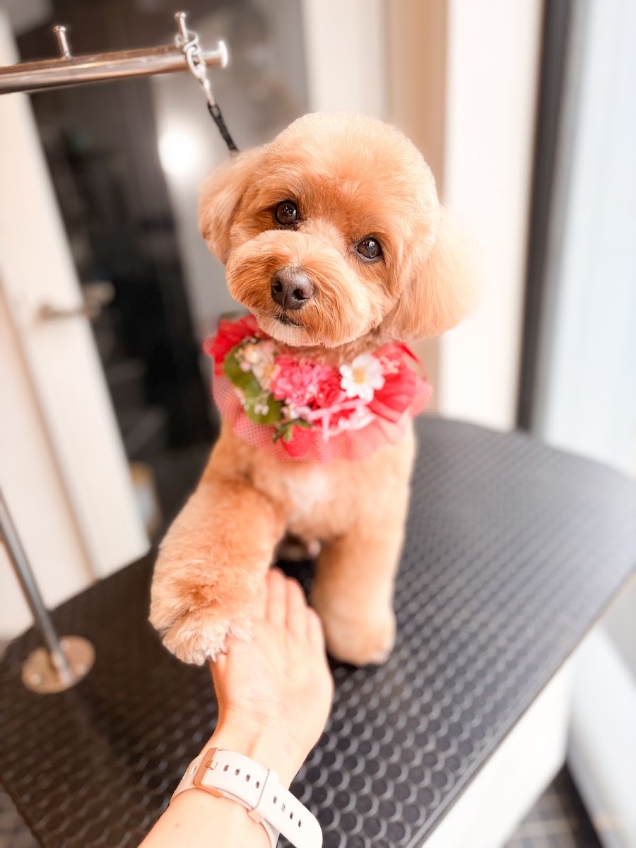 トリミングサロンわんワンわん