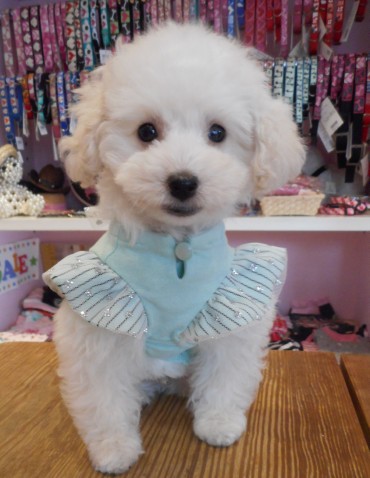 THE BARKERY 白金台