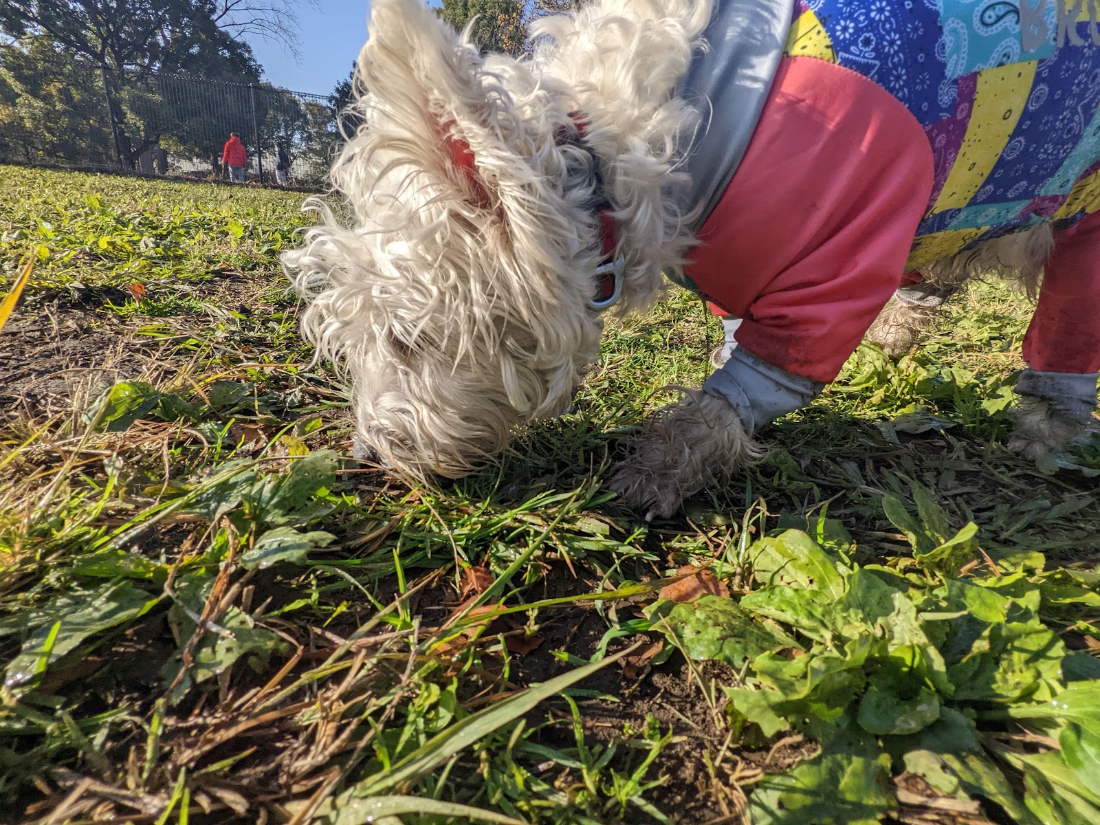 しおさいドッグラン(大井ふ頭中央海浜公園)