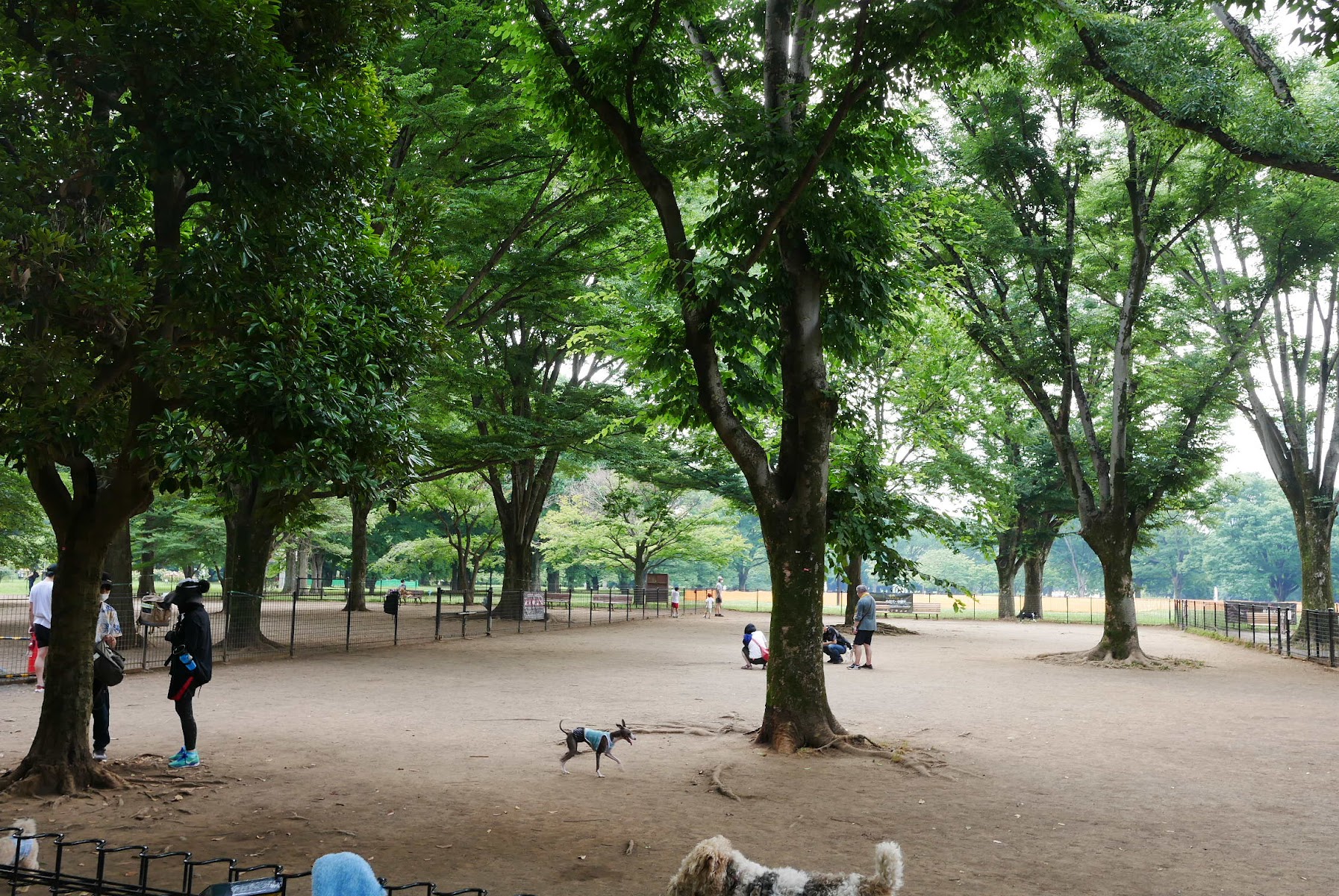 代々木公園ドッグラン