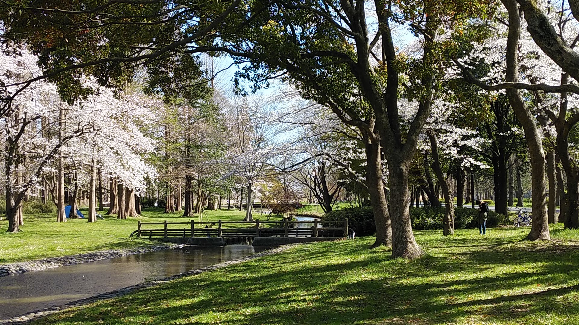 水元公園ドッグラン