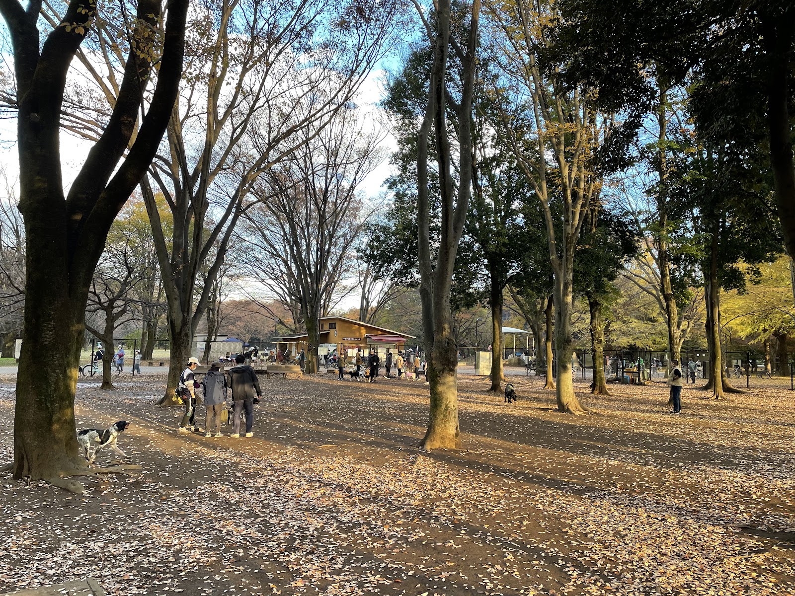 小金井公園ドッグラン